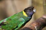 Port Lincoln ringneck *