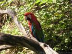 Green-winged macaw