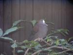 New-Guinea bronzewing