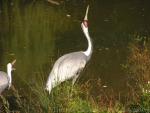 White-naped crane