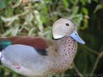 Ringed teal