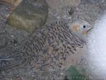 Pallas's sandgrouse *