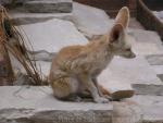 Fennec fox