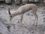 Slender-horned gazelle