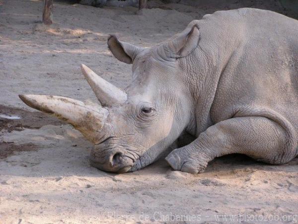 Northern white rhinoceros