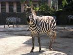 Grant's zebra