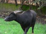 Lowland anoa