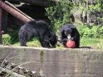 Sri-Lankan sloth bear *