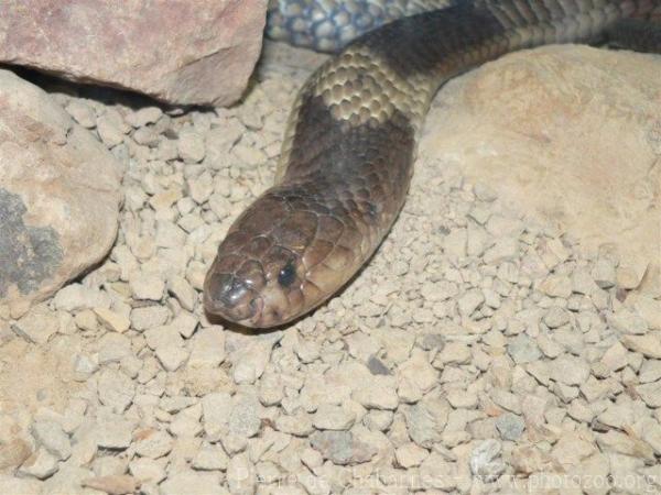 Banded cobra