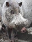 Bornean bearded pig