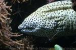 Spotted moray