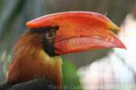 Northern rufous hornbill