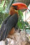 Northern rufous hornbill