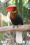 Northern rufous hornbill