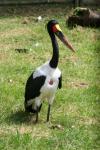 Saddlebill stork