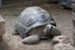 Aldabra giant tortoise