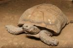 African spurred tortoise