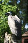 African white-backed vulture