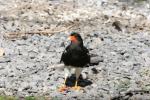 Mountain caracara