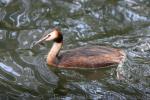 Great crested grebe *