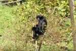 Siamang