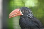 Crowned hornbill