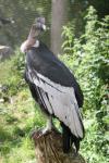 Andean condor