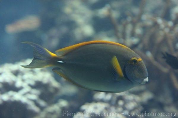 Eyestripe surgeonfish