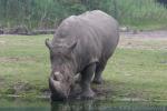 Southern white rhinoceros