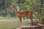 Burmese brow-antlered deer