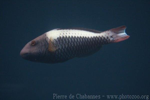 Red Sea bicolour parrotfish