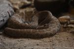 Red diamondback rattlesnake