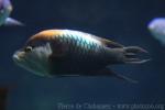 Sling-jaw wrasse