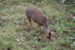 Dik-dik