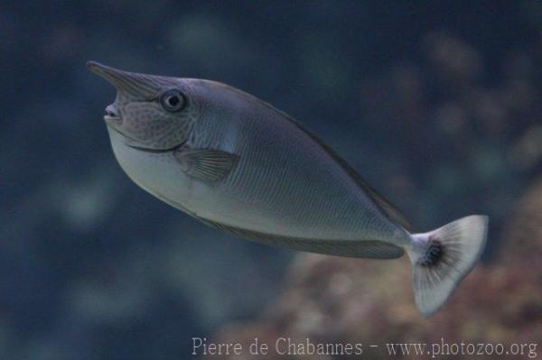 Spotted unicornfish