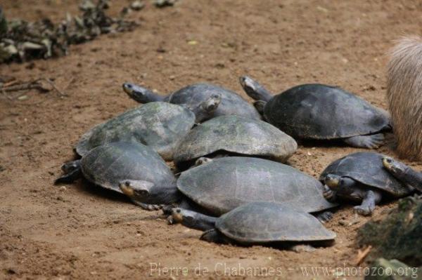 Yellow-spotted river turtle