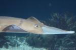 Giant guitarfish