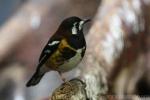 Chestnut-backed thrush