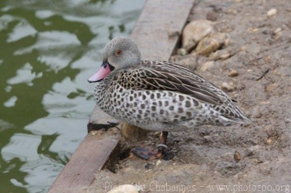 Cape teal