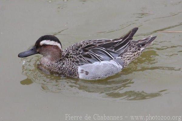 Garganey