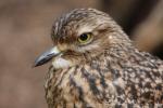 Spotted thick-knee