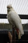 Philippine cockatoo