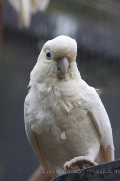 Philippine cockatoo