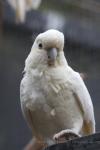 Philippine cockatoo