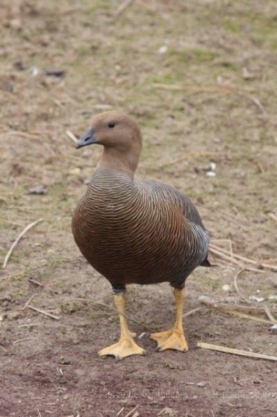 Upland goose