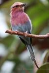 Lilac-breasted roller