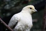 Pied imperial-pigeon