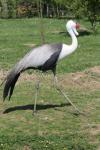 Wattled crane