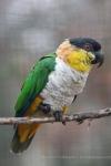 Black-crowned caique