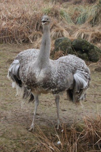 Lesser rhea